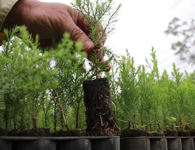 Reforestación y Conservación del Medio Ambiente2 (1)