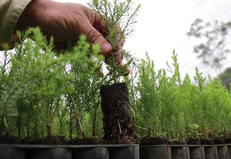 Reforestación y Conservación del Medio Ambiente2 (1)